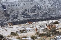  Torres del Paine Winter / Fauna sighting at your leisure