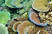 Fiji’s Best Dolphins tour and Snorkeling Adventure