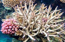 Fiji’s Best Dolphins tour and Snorkeling Adventure