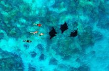 Manta Ray Experience