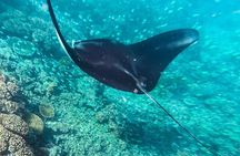 Manta Ray Experience