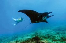 Manta Ray Experience