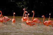 Excursion to Celestun Biosphere and Beach Day from Merida