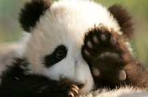 Chengdu Panda Base: 100% English-Guided Small Group (Max 12) 
