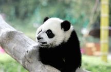Chengdu Panda Base: 100% English-Guided Small Group (Max 12) 