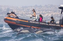 Ultimate Whale Watching Tour aboard the SuperRib: 24 People Max