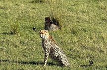 3 Days Maasai Mara Guided Private in a 4WD