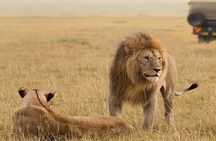 3 Days, 2 nights Maasai Mara Guided Private Safari