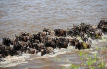 3 Days Maasai Mara Great Migration Guided Safari from Nairobi