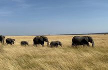  Shared 3Day Maasai Mara National Reserve Tour