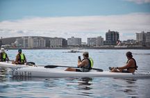 Dolphin And Ocean Wildlife Kayaking Adventure on Promenade