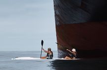 Dolphin And Ocean Wildlife Kayaking Adventure on Promenade