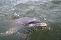 2 Hour Kayak Hilton Head Dolphin and Nature Tour