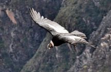 2 Days and 1 Night Tour from Puno to Colca Canyon and Arequipa