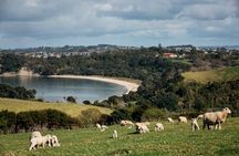 Auckland Hidden gem Tour 