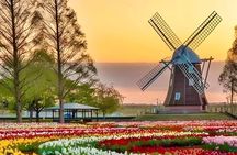 Tulips and Windmills Private Tour from Amsterdam