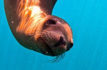 Sea-fari Full Day Adventure Snorkel Freedive 