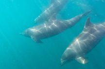 Sea-fari Full Day Adventure Snorkel Freedive 