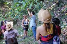 Hidden Waterfall Mining Tour, Coffee and Cocoa Workshop