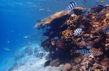 Hurghada 6 Islands Tour with Dolphin Watching and Snorkelling
