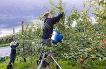 Cider Tour - Hardanger