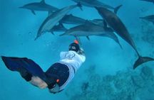 Private Boat Full Day Swimming With Dolphins Trip - Hurghada