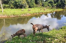 Khao Yai Waterfalls and Wilderness Private Chartered Tour