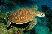 Mnemba Snorkeling Atoll With Swimming with Turtle & Kendwa beach