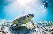 Mnemba Island Half Day Live Aquarium With Transfer - Zanzibar