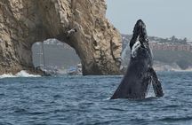 Cabo Whale Watching Tour: 2 Hours at Arch & Lover’s Beach