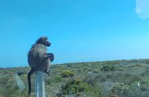Private Tour : Cape of Good Hope,Penguin Colony& Muizenberg Beach