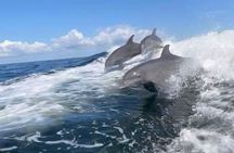 Charlotte Harbor: Dolphin Discovery Day Cruise