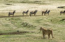 7 Days 6 Nights Wildlife Safari