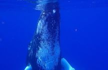 Private Tour Whale Watching - Half Day