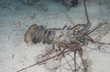 Night Dive Adventure in Academy Bay