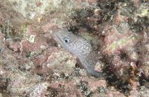 Night Dive Adventure in Academy Bay