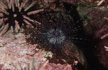 Night Dive Adventure in Academy Bay