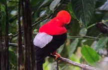 Professional Guide For andean cock of the Rock in Mindo 