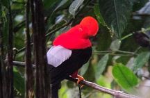Professional Guide For andean cock of the Rock in Mindo 