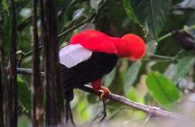 Professional Guide For andean cock of the Rock in Mindo 
