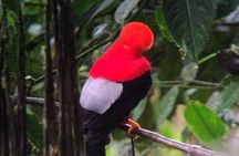 Professional Guide For andean cock of the Rock in Mindo 