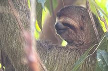 Manuel Antonio National Park Private Tour