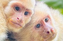 Manuel Antonio National Park Private Tour