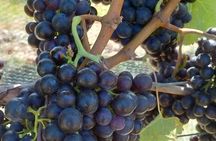 Private Martinborough Wine Tour for Wine Enthusiasts