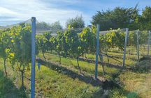 Private Martinborough Wine Tour for Wine Enthusiasts