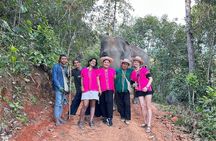 Ethical Elephant Observation Half Day from Chiang Mai 