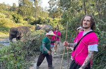 Ethical Elephant Observation Half Day from Chiang Mai 