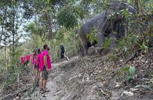 Ethical Elephant Observation Half Day from Chiang Mai 