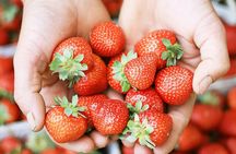 Seoul Winter Tour: Strawberry Picking, Gamaksan & Hanok Village