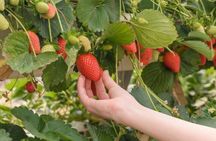 Seoul Winter Tour: Strawberry Picking, Gamaksan & Hanok Village